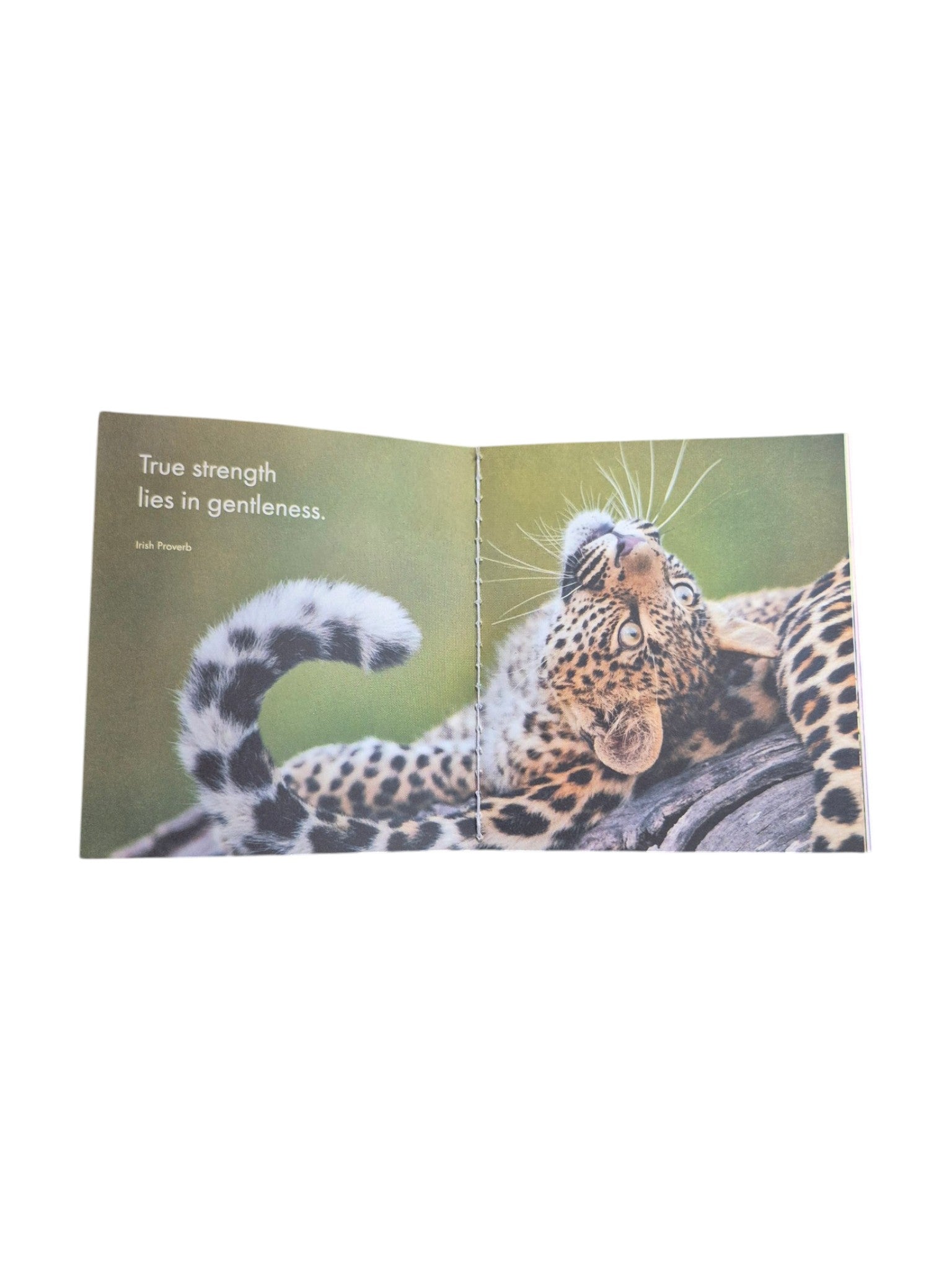 A hardcover book titled "A Little Book of Big Cats" by Loren Boyd, featuring illustrations of various big cats on the cover. nz