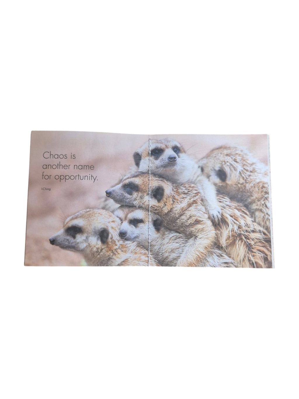 A copy of "A Little Book of Meerkat Magic" by Loren Boyd, featuring a colorful cover with meerkat illustrations. nz