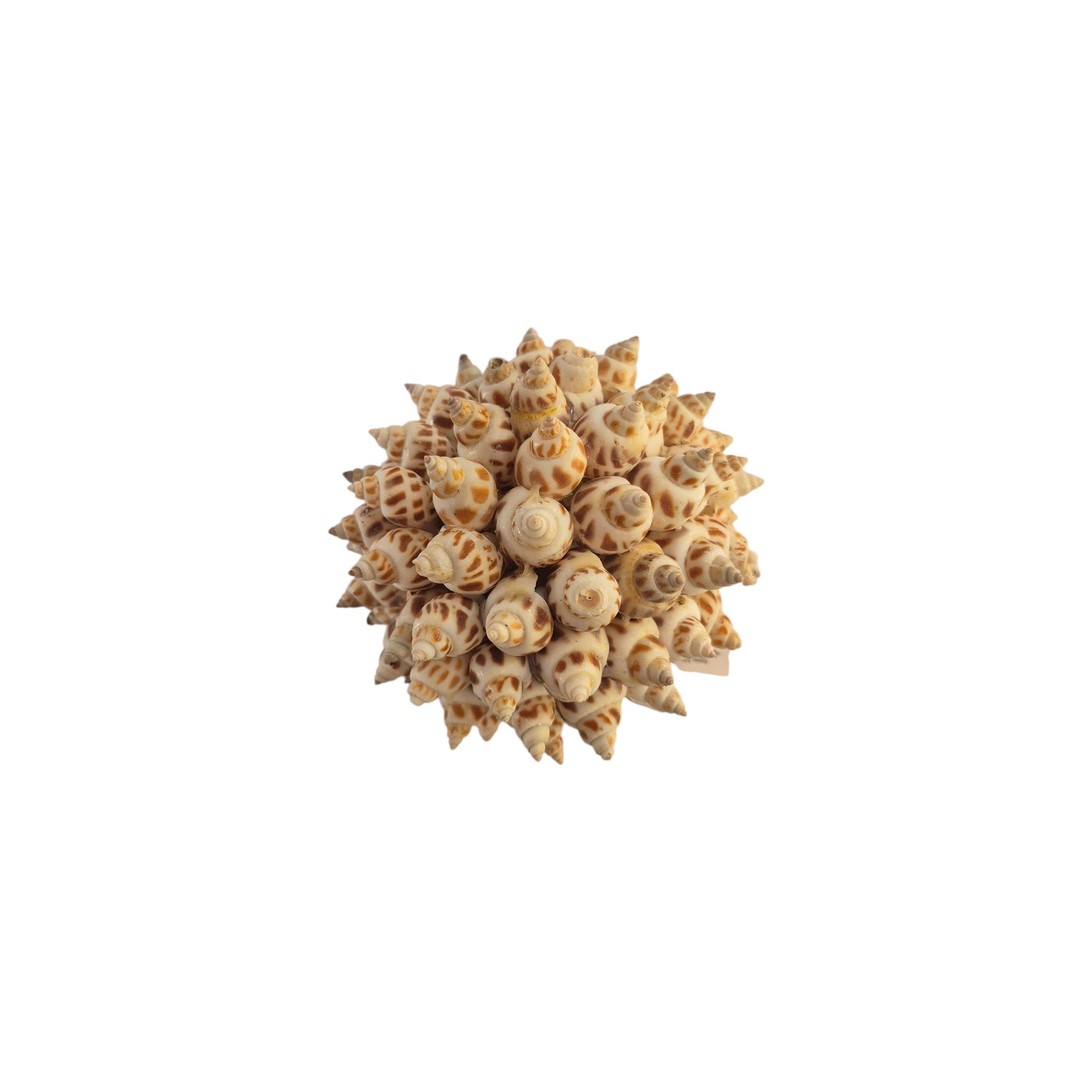 Areolata Ball made of natural seashells, 10cm shell decor piece by Loren Boyd, showcasing textured seashells in a spherical shape. n z