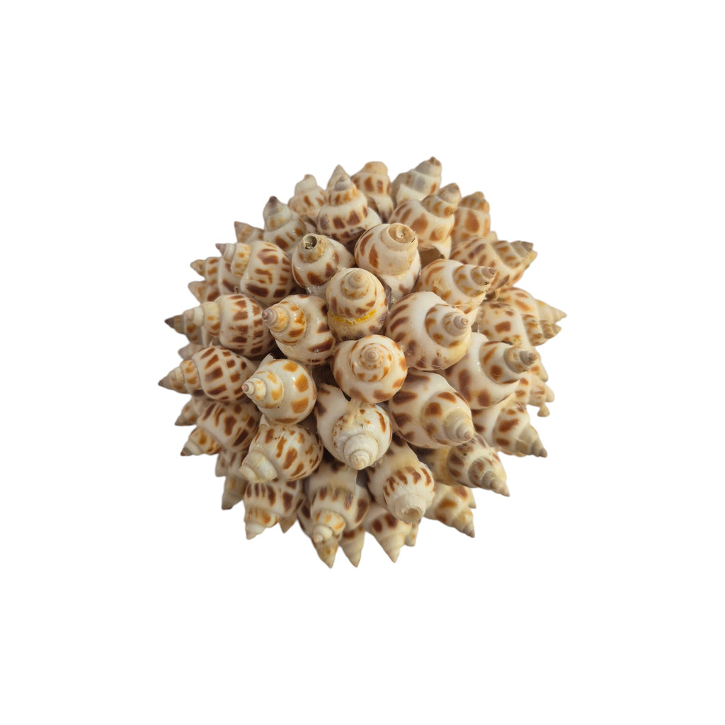 Areolata Ball made of natural seashells, 10cm shell decor piece by Loren Boyd, showcasing a textured shell design. nz