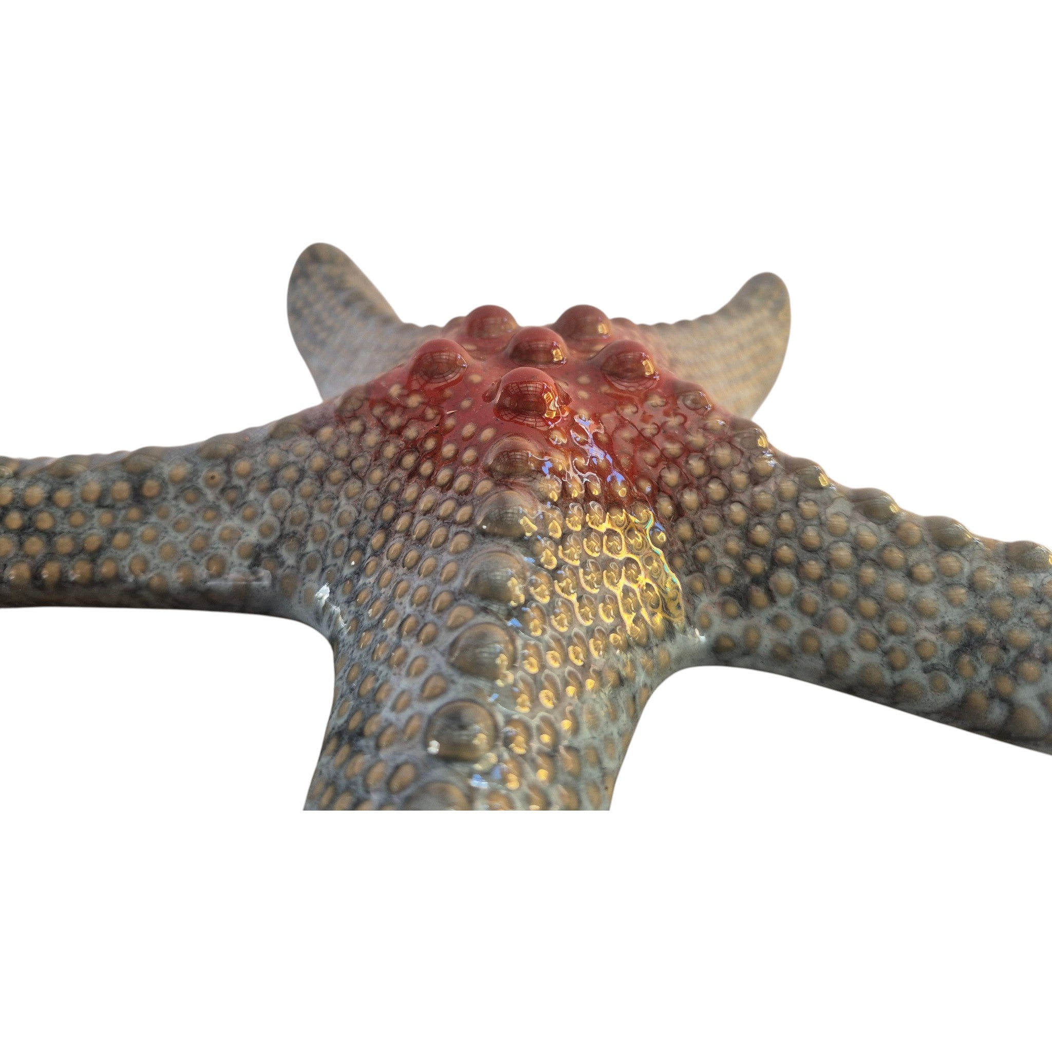 Ceramic blue and red starfish decor by Loren Boyd, 20cm, showcasing detailed ocean-inspired ceramic sculpture.