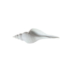 Long Spiral Conch Ornament 25cm nz