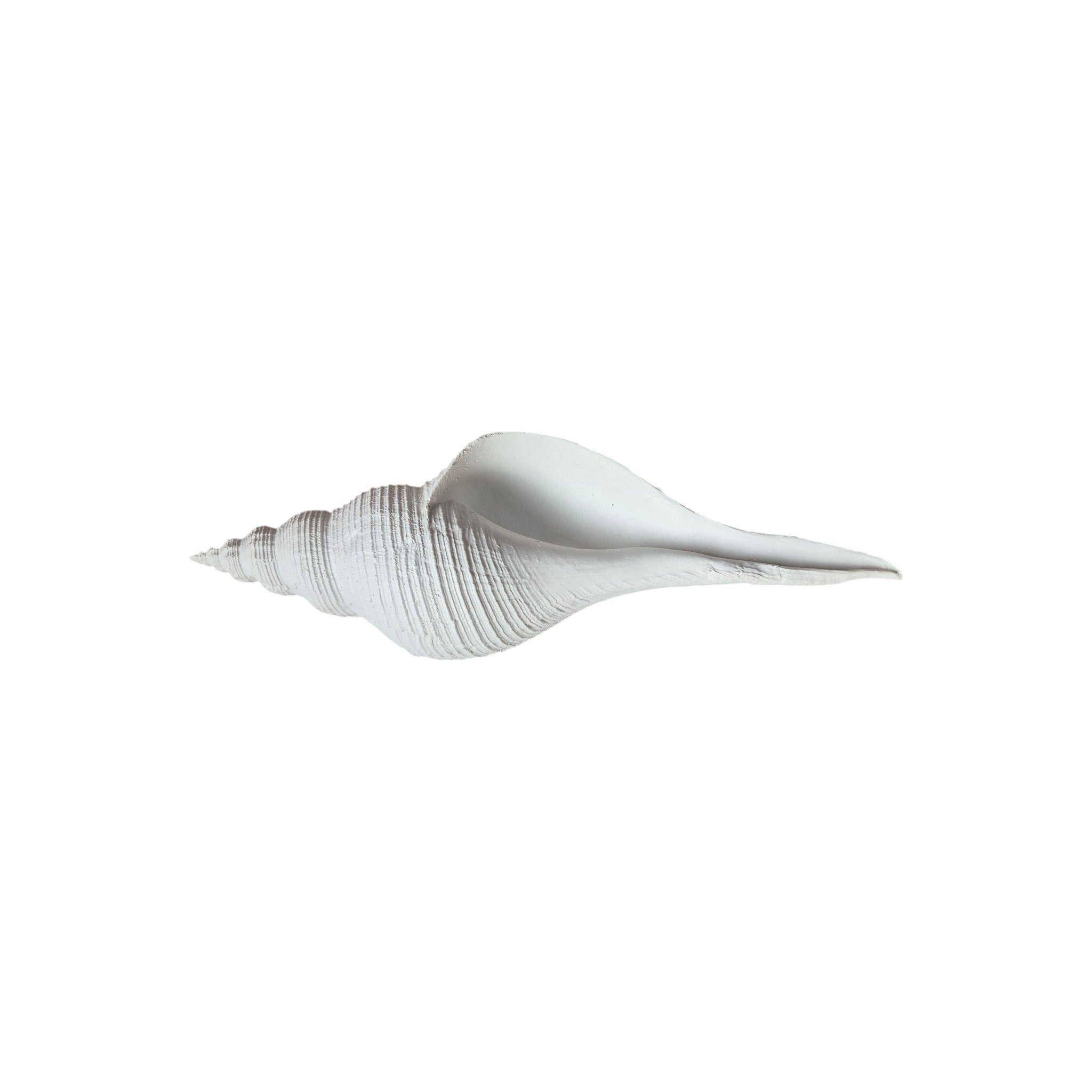 Long Spiral Conch Ornament 25cm nz