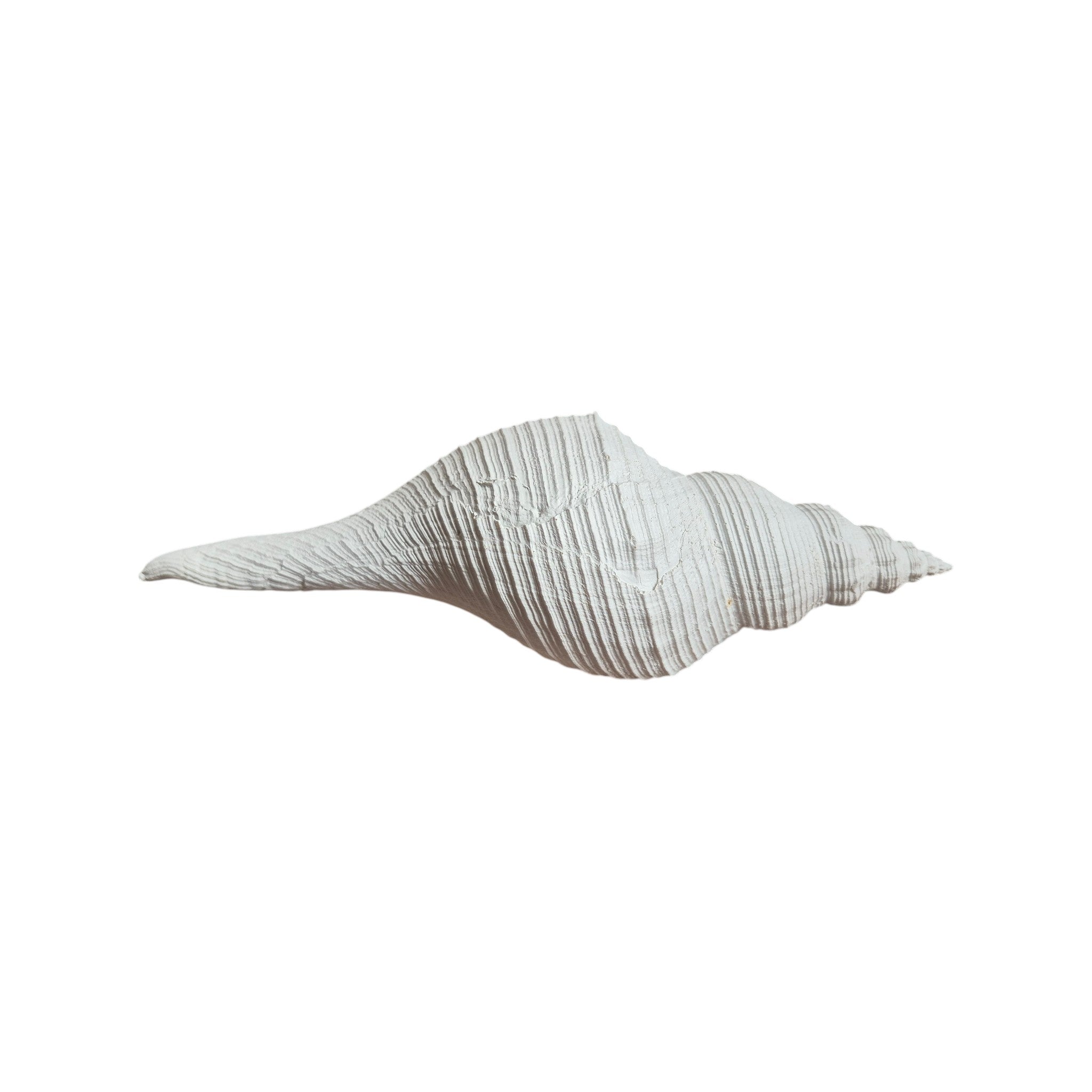 Long Spiral Conch Ornament 25cm nz