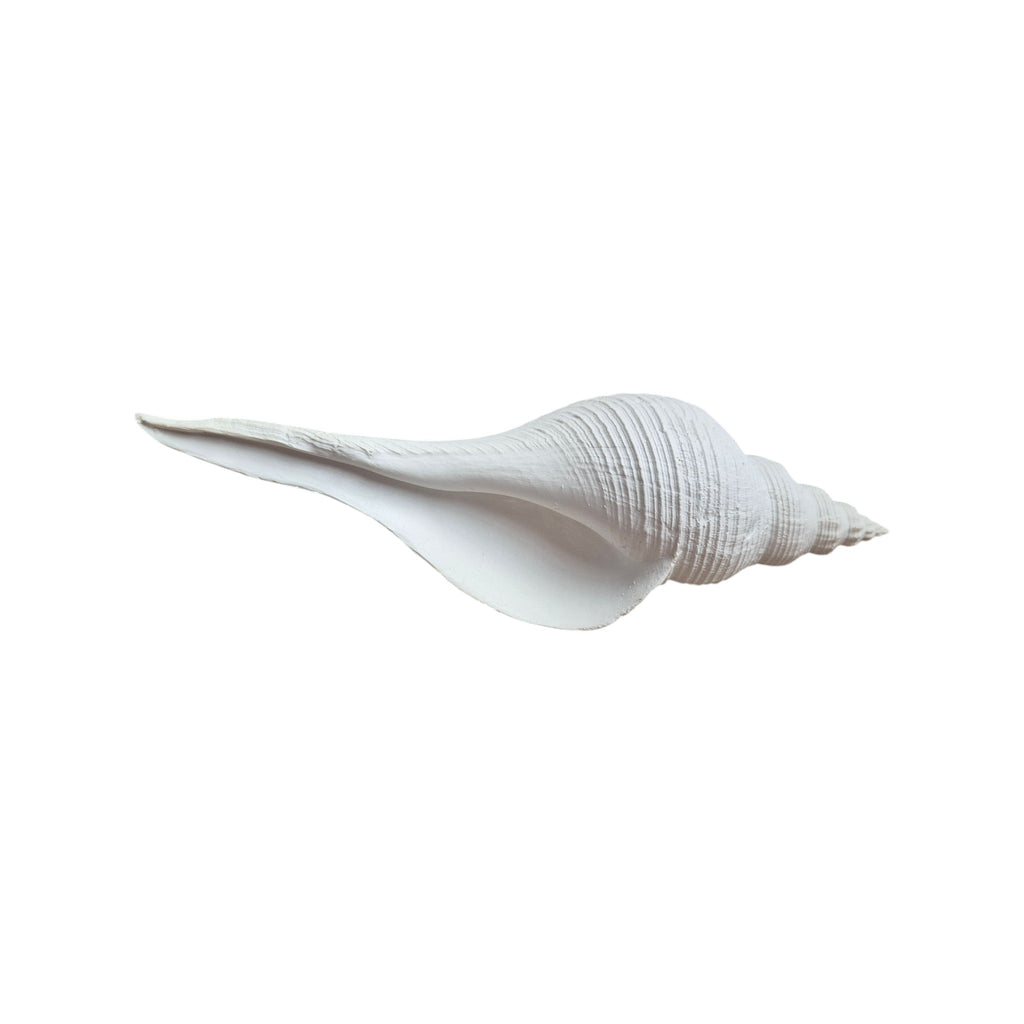 Long Spiral Conch Ornament 25cm nz