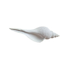 Long Spiral Conch Ornament 25cm nz