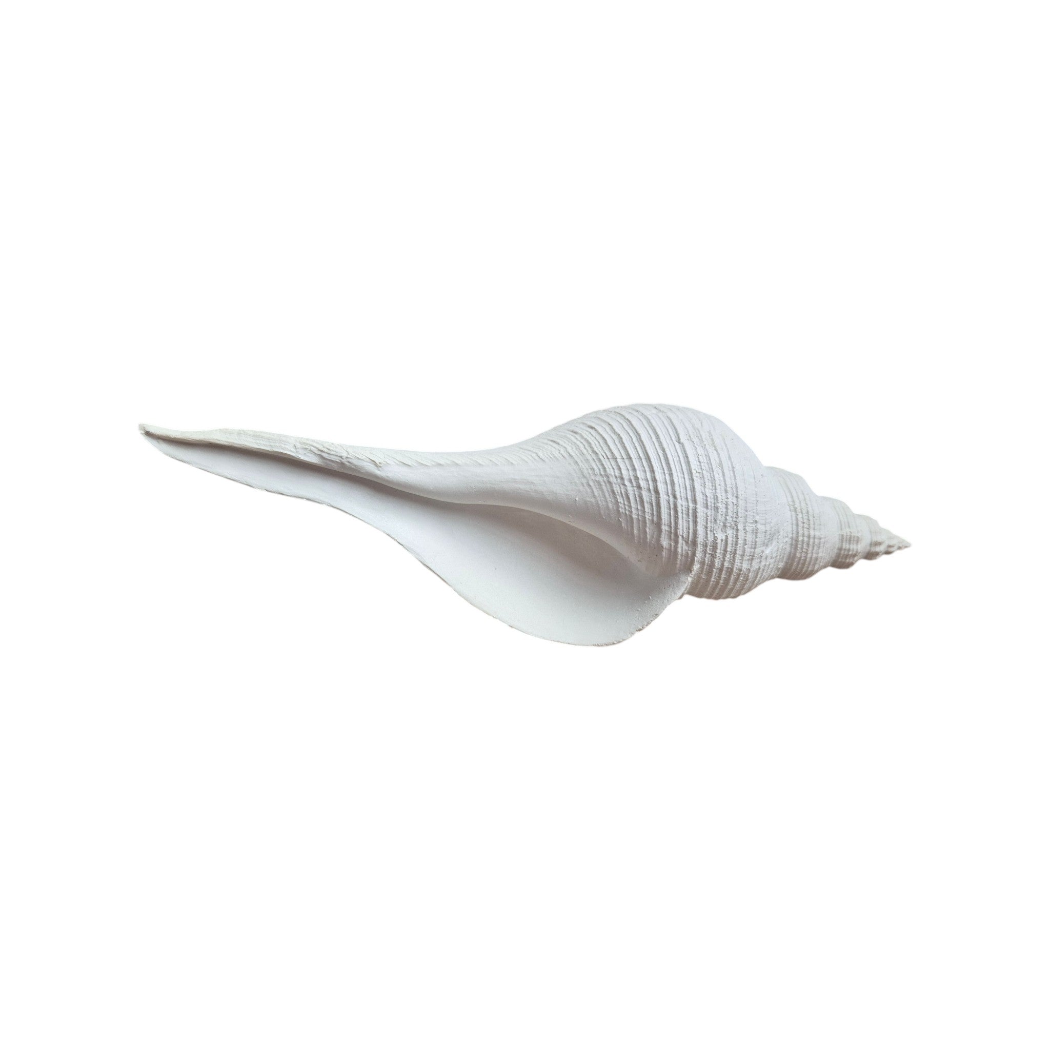 Long Spiral Conch Ornament 25cm nz