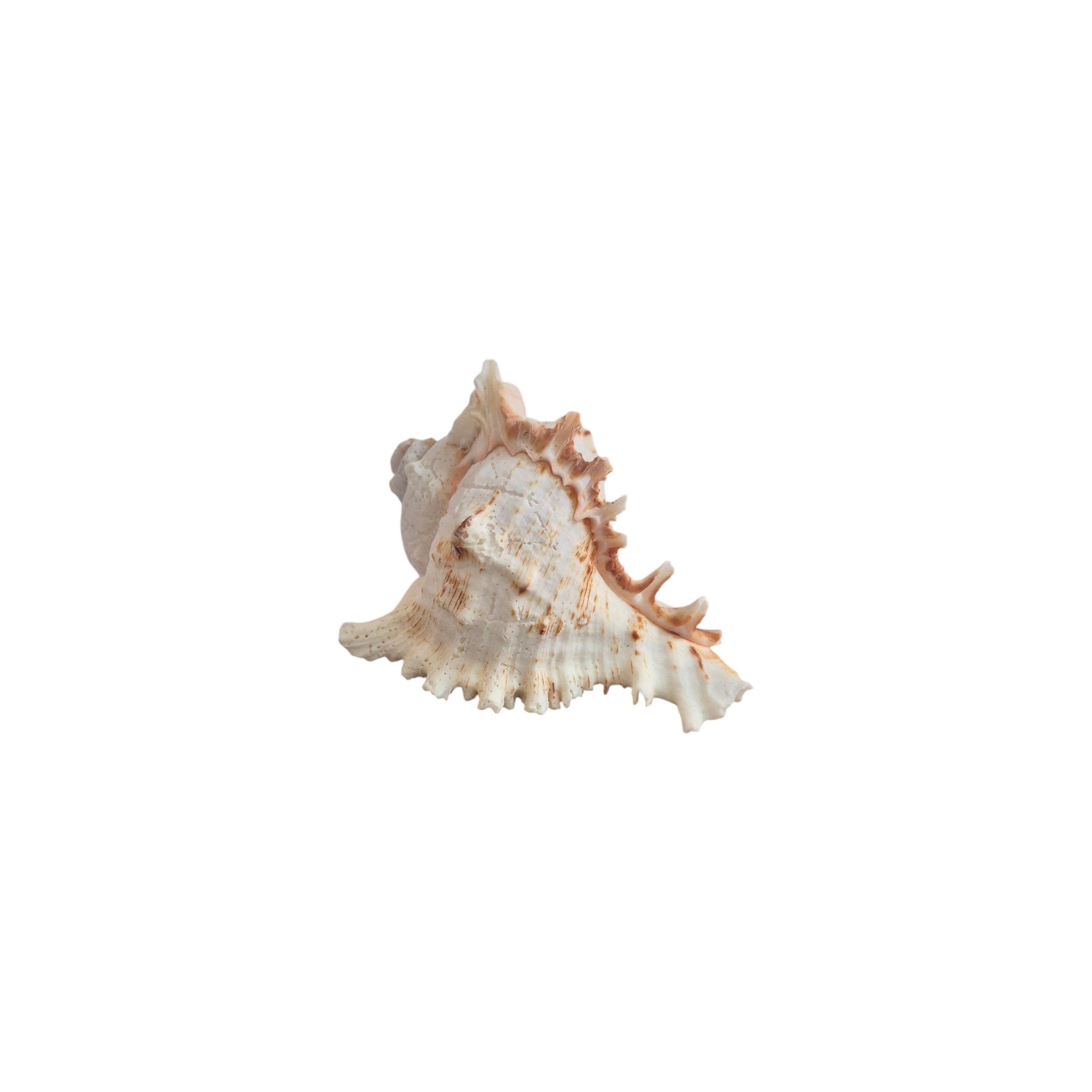Murex Natural Seashell 8-10cm nz