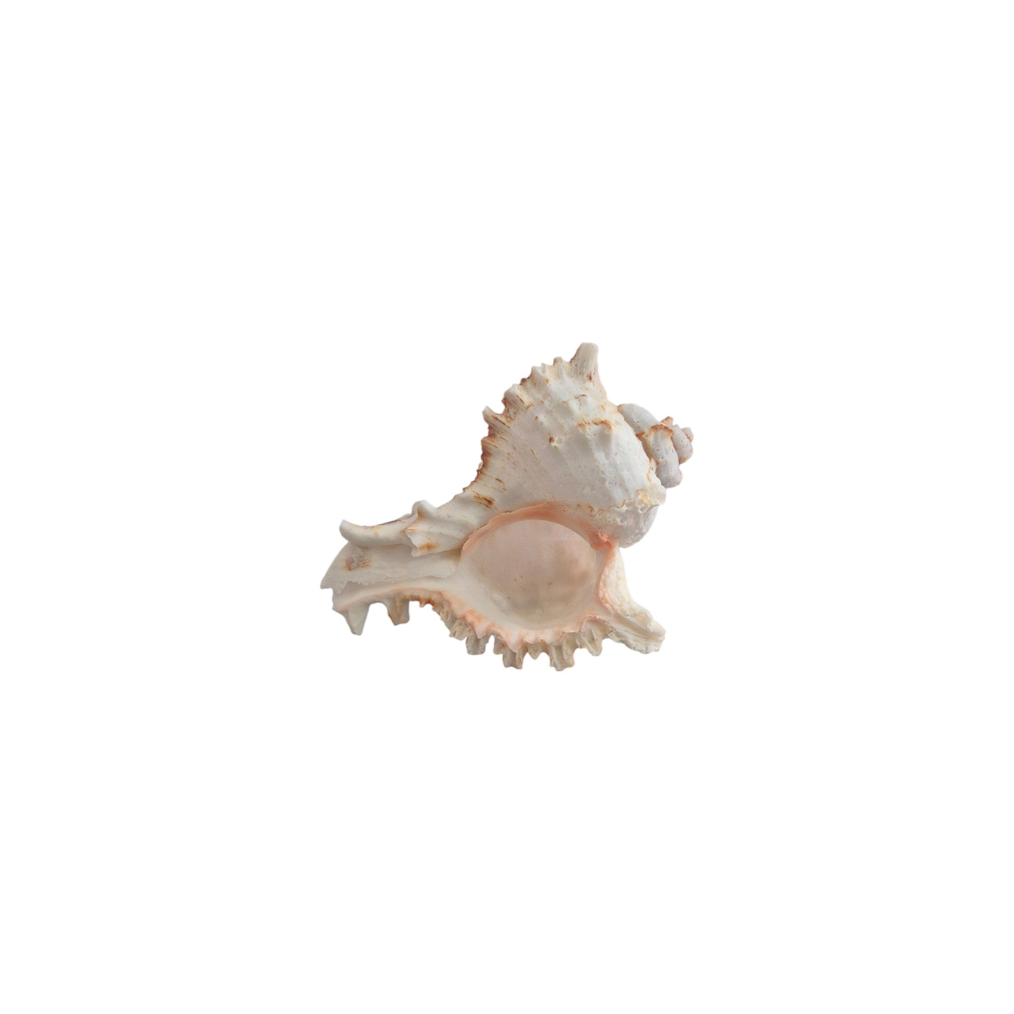 Murex Natural Seashell 8-10cm nz