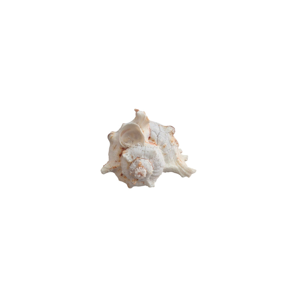 Murex Natural Seashell 8-10cm nz