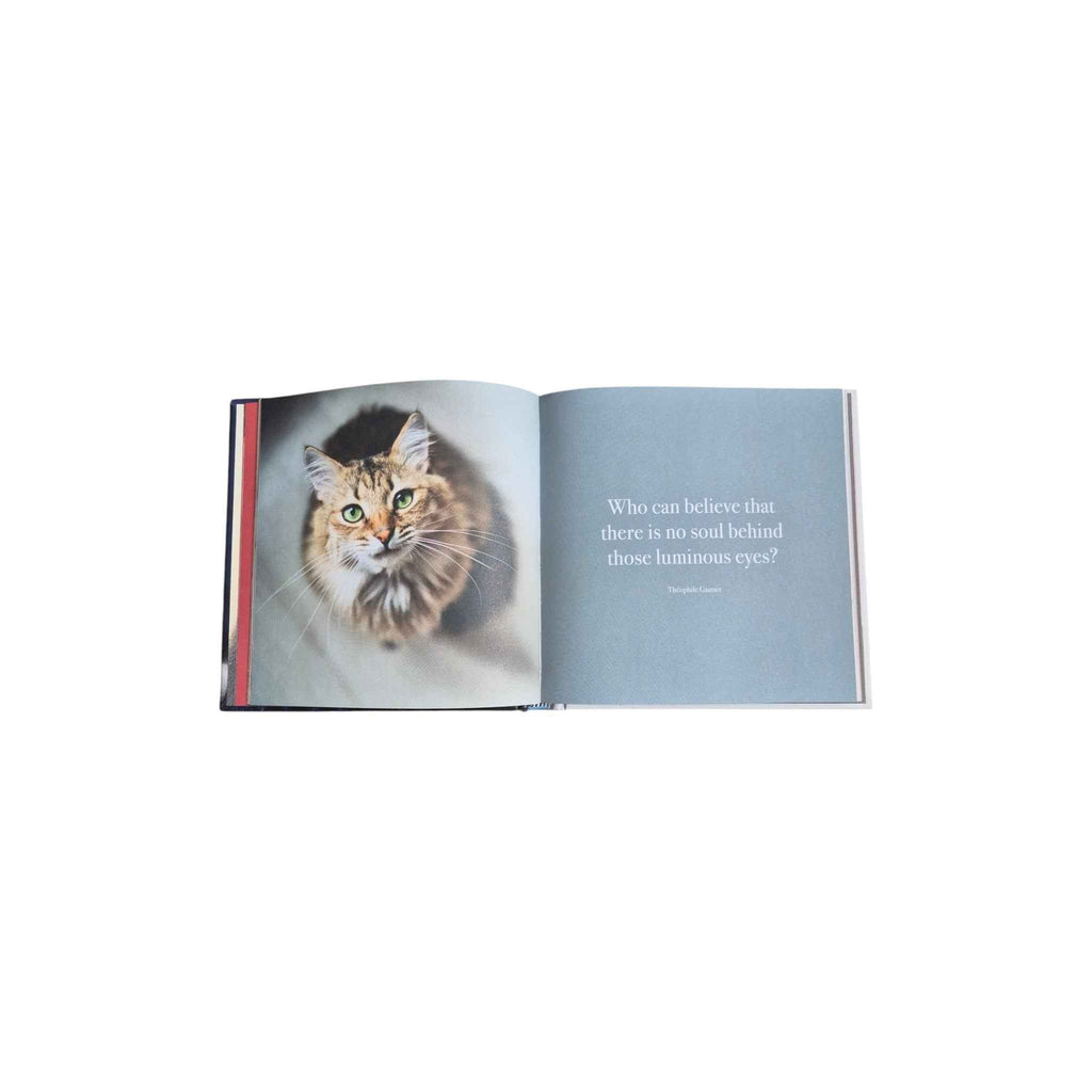 The Great Catsby — It's All About Love