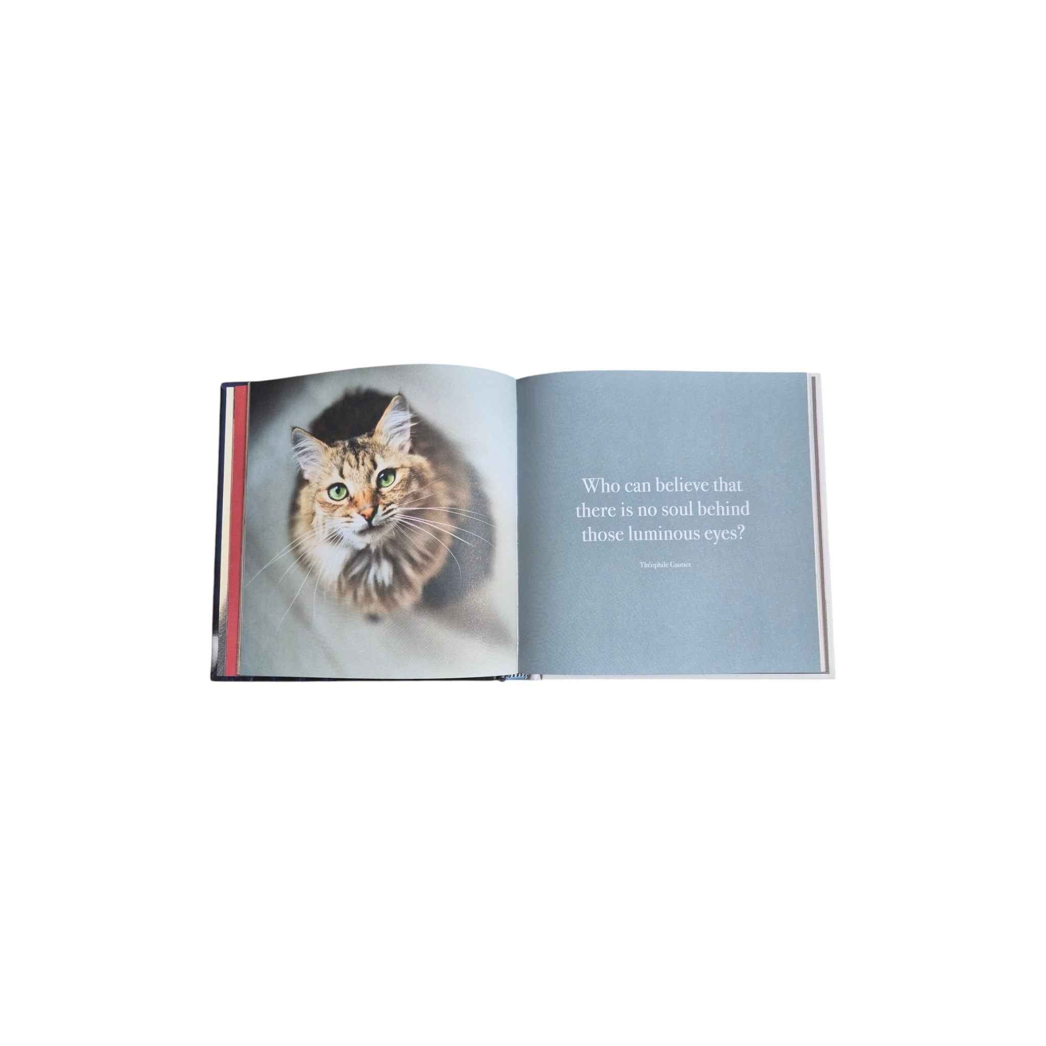 The Great Catsby — It's All About Love