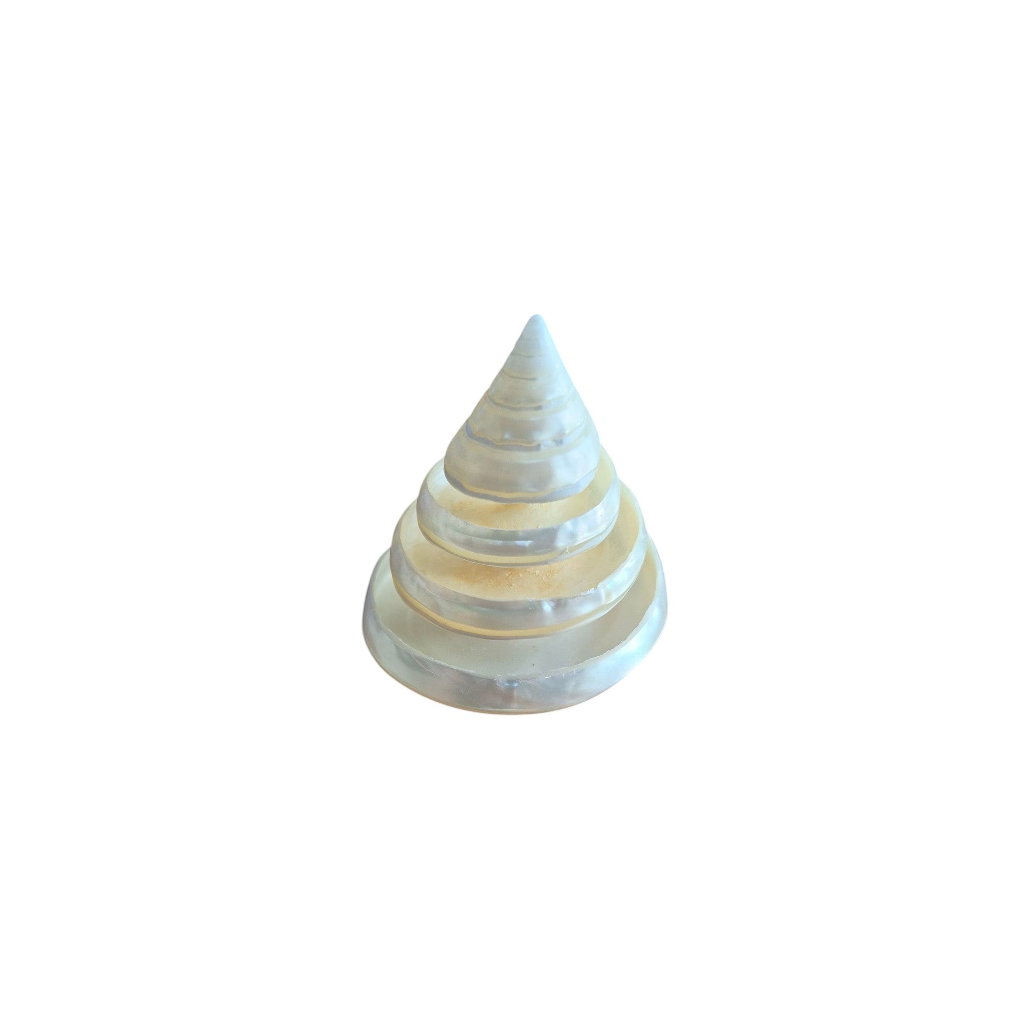 Carved pearl white trochus spiral shell approximately 6cm high, top view showing conical form and graduated spiral rings nz Loren Boyd