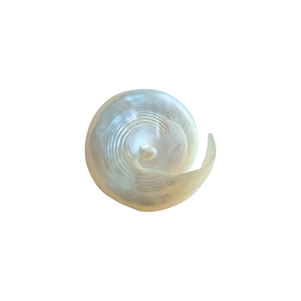 Carved Pearl White Trochus Spiral Shell 6cm