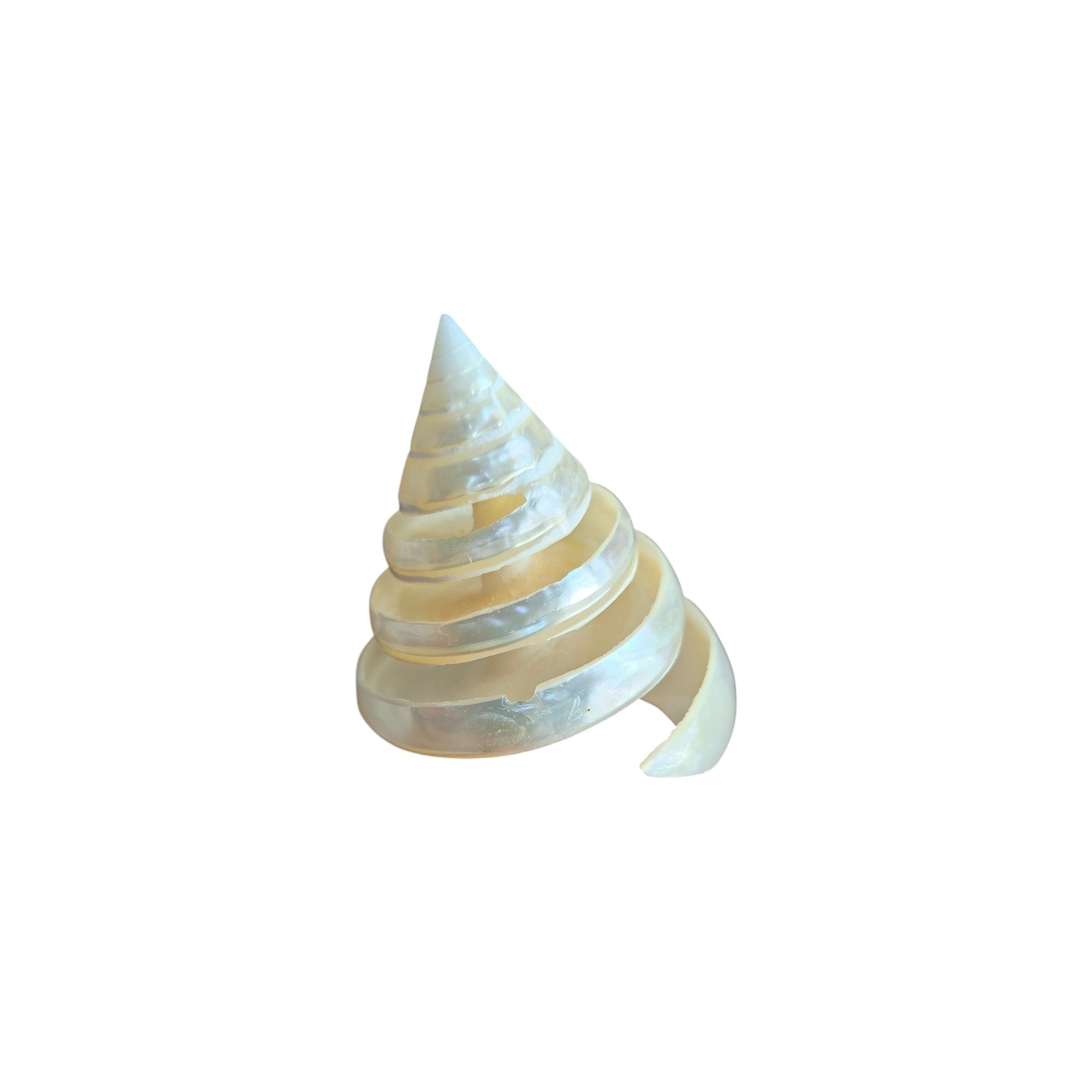 Carved pearl white trochus spiral shell approximately 6cm high, side profile view showing conical shape and pearlescent surface nz Loren Boyd