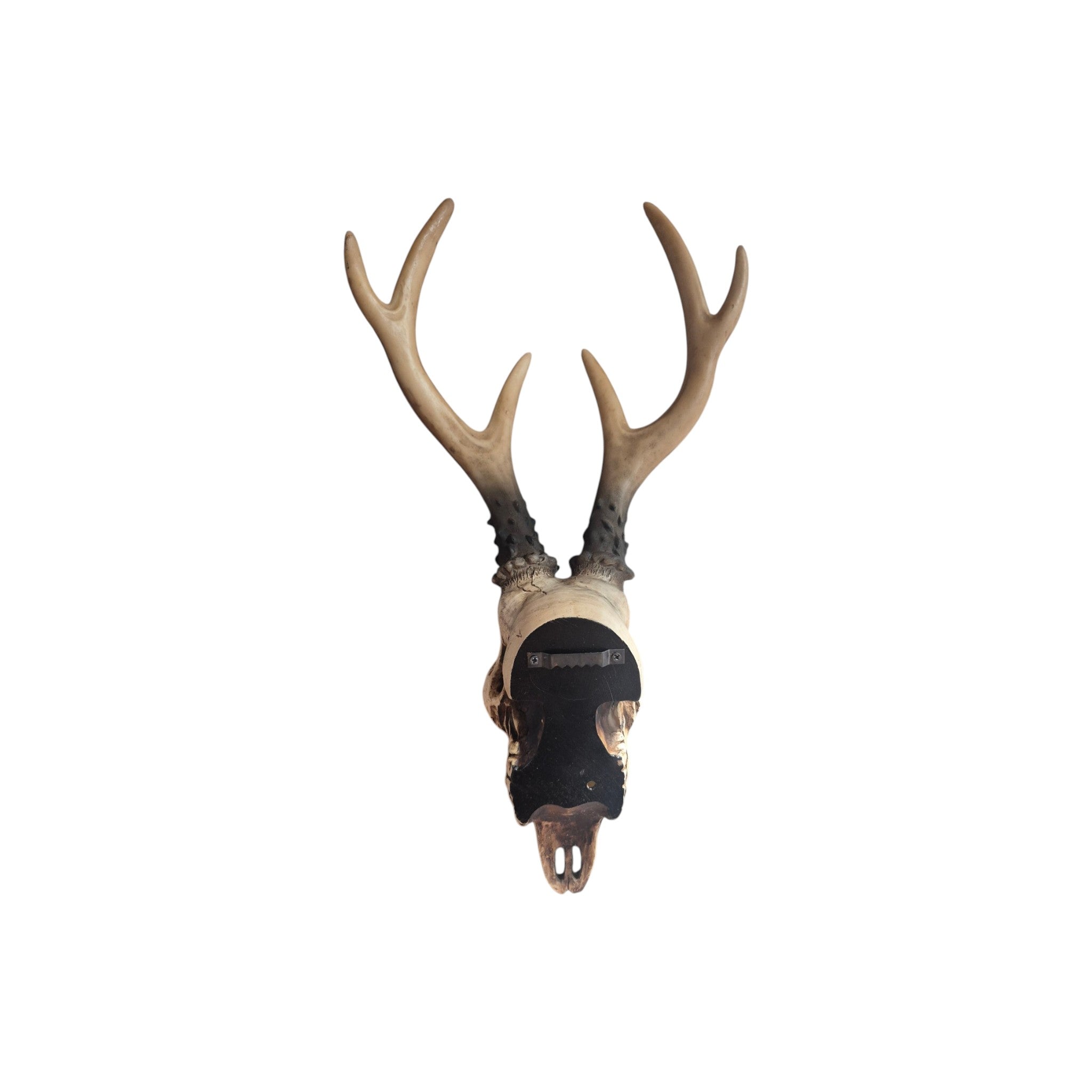 Resin Carved Deer Skull with Short Horns nz