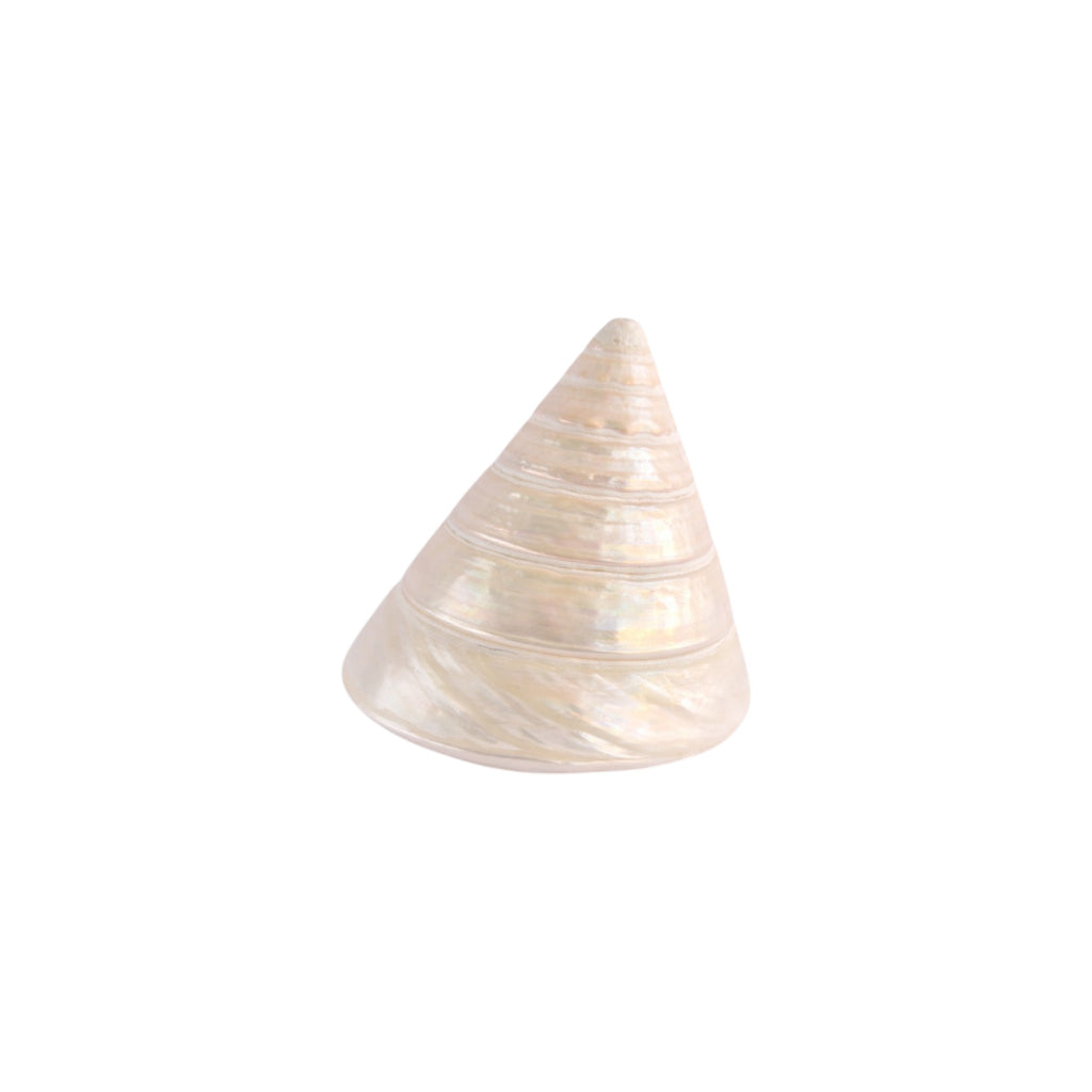 Natural Trochus shell with a polished pearly white finish nz