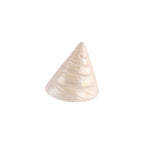 Natural Trochus shell with a polished pearly white finish nz