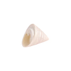 Natural Trochus shell with a polished pearly white finish nz