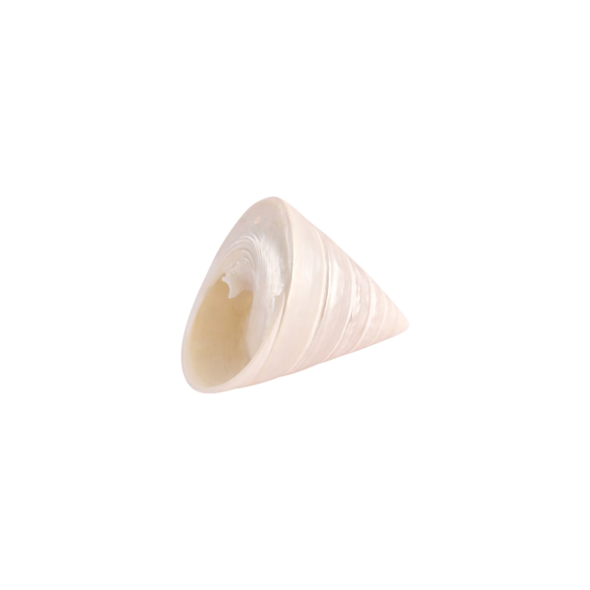 Natural Trochus shell with a polished pearly white finish nz